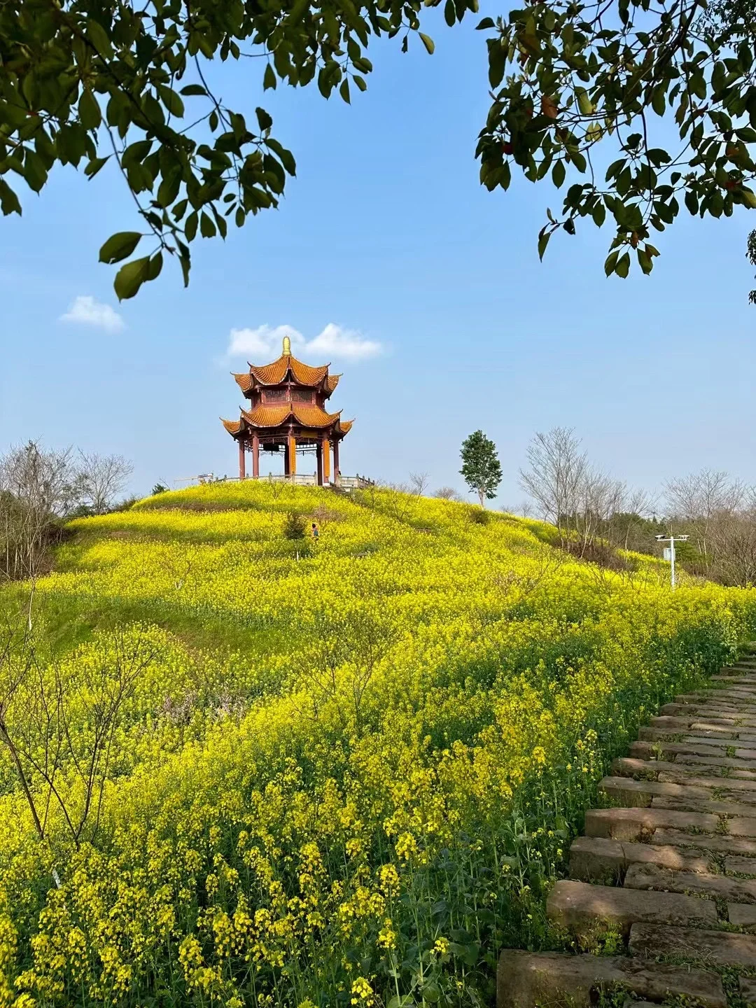 重庆师大移动客户端重庆师范大学移动门户登录入口