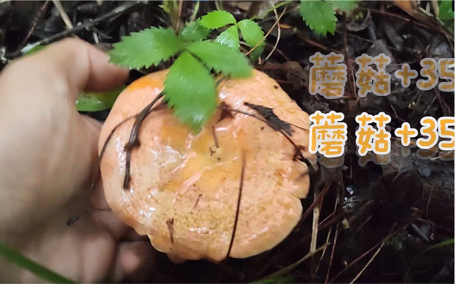 采蘑菇游戏苹果版采蘑菇游戏论坛官网-第2张图片-太平洋在线下载